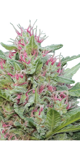 WHY SO SERIOUS 6体セット Serious 6 Strain ® Originally Bred by Serious Seeds
